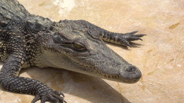 Close-up crocodile head in a farm