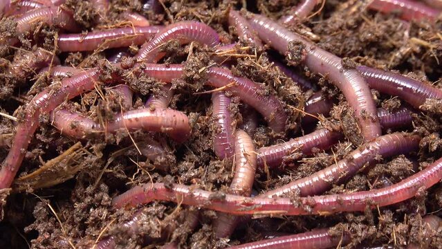 Group of earthworms on the dirt
