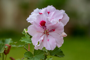 Pelargonium or “Pelargonium Grandiflorum” flower. Close up Pink Regal pelargonium. Grandiflora...