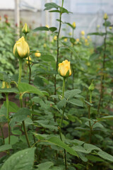 roses in the greenhouse. A lot of yellow roses. Growing roses