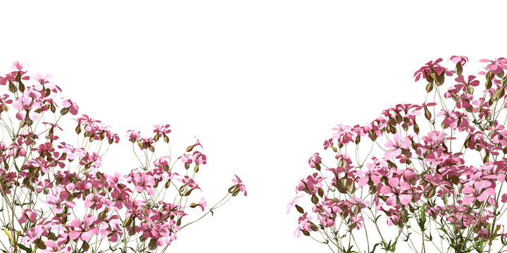 Isolate blossoming wildflower foreground border layout 3d rendering png