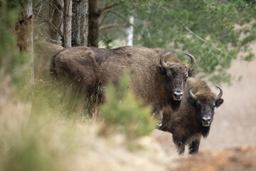 European Bison - Bison bonasus in the Knyszyn Forest (Poland)