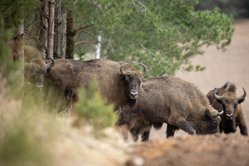European Bison - Bison bonasus in the Knyszyn Forest (Poland)