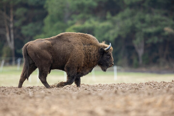 European Bison - Bison bonasus in the Knyszyn Forest (Poland)