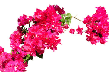 Pink Bougainvillea flower isolated on white background,Bougainvillea flower bloom