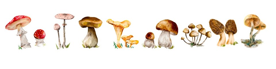 Mushrooms. Vector illustration. 