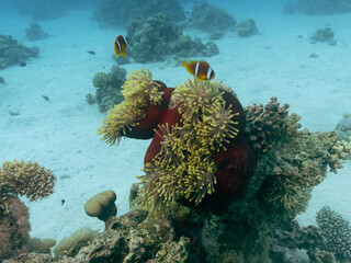Clownfish in the sea anemone at the bottom of the Red sea in Egypt, travel concept