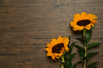 Fresh sunflowers with leaves and stalk on wooden background with copy space. Natural background, autumn or summer concept