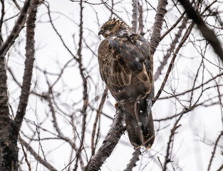 bird of prey - brown hawk sits on a tree branch and looks around