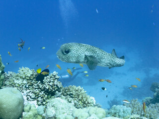 Porcupinefish also commonly called blowfish or balloonfish and globefish at the bottom of the Red sea in Egypt © Victoria