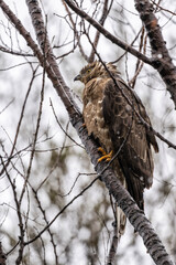 bird of prey - brown hawk sits on a tree branch and looks around
