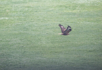 bird of prey - brown hawk sits flies above the trees looks around in search of prey