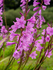 selective focus of a pink gladiolus flowers in a garden with blurred background