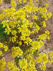 Bright flower bed with white daisies