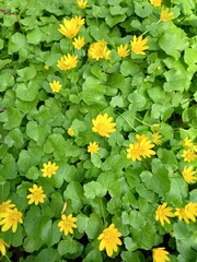 A bright flowerbed with yellow dandelion flowers