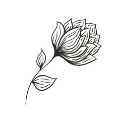 Fototapeta premium Single hand-drawn black flower isolated on white background. Sketch style illustration.