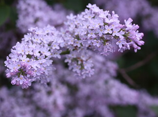 Purple blooming of common lilac (Syringa vulgaris).