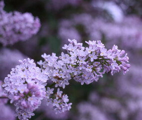 Purple blooming of common lilac (Syringa vulgaris).