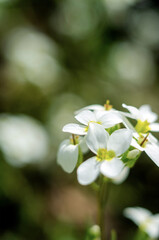 The small white flowers on a macro photo with a green background