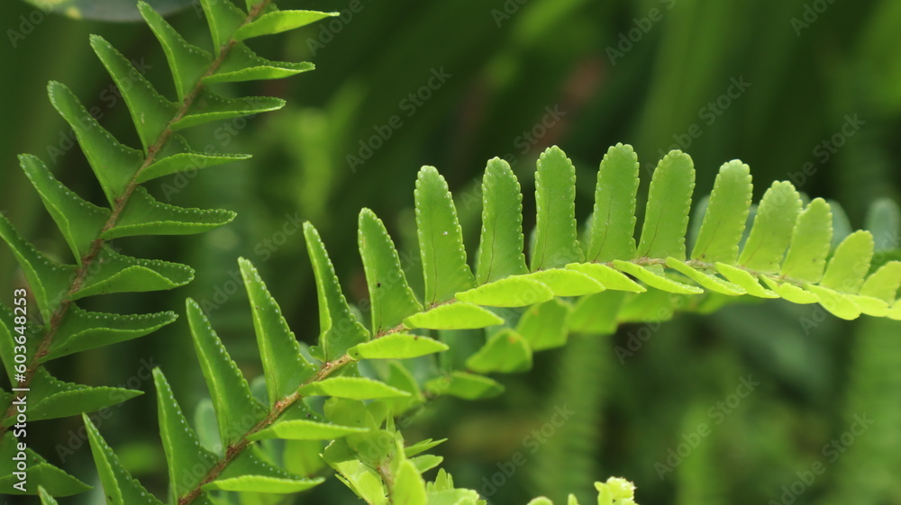 Wall mural True ferns are included in the division of Pteridophyta ferns also called Filicinae which are classified as ferns with perfect leaves. In general, this species lives mainly in the tropics