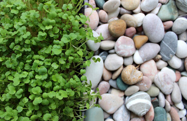 Straight Line Separates Microgreens Grass And Sea Pebbles Texture Background