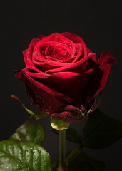 single red rose