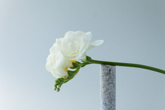 White freesia with a granite cylinder sculpture, against a neutral background.