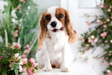 dog breed cocker spaniel with a flowers