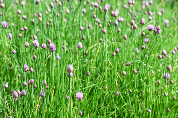Obraz na płótnie Canvas jardin herbe nature culture environnement bio fleur ciboulette