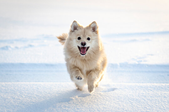 dog in snow