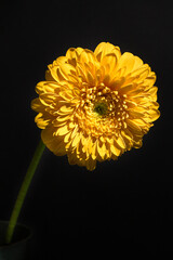 yellow flower