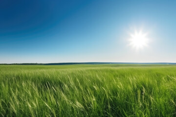 Beautiful panoramic natural landscape of a green field with grass against a blue sky with sun. Spring summer blurred background.