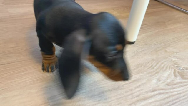 Dachshund puppy pisses on floor. Disobedient pet shows difficult nature. Recently adopted baby dog is trying to learn to go to toilet in specially place or outdoor during a walk, but unsuccessful yet.