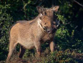 A close up of a common warthog male (Phacochoerus africanus). The male has two pairs of warts on its face.