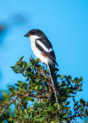 Jacky Hangman. A common fiscal (Lanius collaris) with its typical upright stance. Commonly known as 'Jacky Hangman' as it habitually impales its prey on thorns or barbed wire to create a larder.