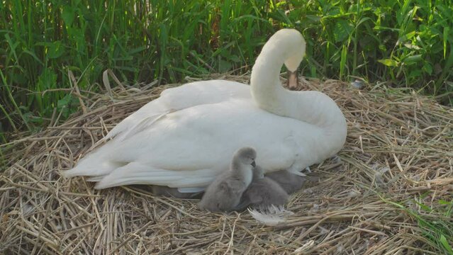 A close-up view of cygnets sitting by its mother swan sitting on a nest