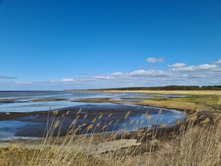 reeds on the beach