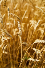 Fototapeta premium Close up wheat harvest, wheat field background in the sun day, summer, agriculture..