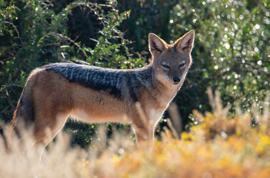Pensive black-backed jackal. A black-backed jackal stares at the photogrpaher in Addo Elephant National Park.