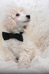 Toy poodle puppy with a bow tie in front of a white background