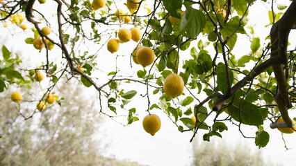 Yellow bergamot tree. Close up. - obrazy, fototapety, plakaty