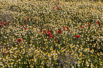 Blooming Astrakhan steppe with daisies and red poppies. Closeup. Russia