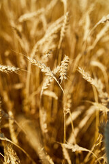 Close up wheat harvest, wheat field  background in the sun day, summer, agriculture..