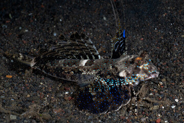 Tropical fish - Fingered Dragonet -Dactylopus dactylopus on the seabed at night. Sea life of Bali, Indonesia.
