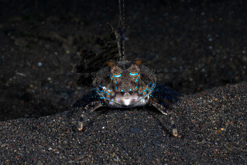 Tropical fish - Fingered Dragonet -Dactylopus dactylopus on the seabed at night. Sea life of Bali, Indonesia.