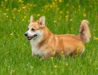 Welsh Corgi Pembroke-Rüden beim Spiel in der Wiese