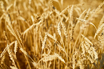 Close up wheat harvest, wheat field  background in the sun day, summer, agriculture..