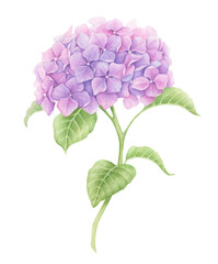 Hydrangea watercolor illustration