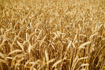 Close up wheat harvest, wheat field background in the sun day, summer