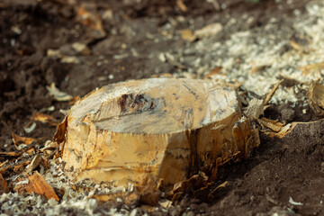 Freshly Cut Tree Stump From Above Abstract resinous texture of tree rings and large roots to feed in the ground
